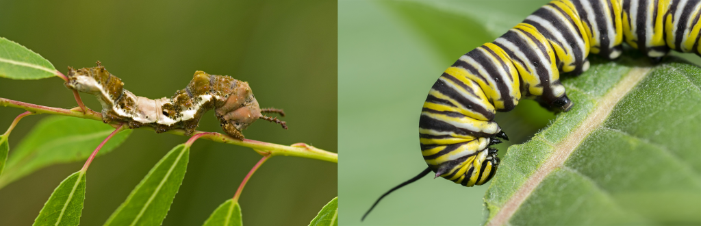 Viceroy Monarch Caterpillars