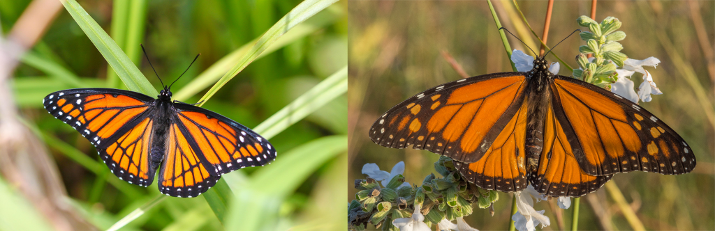Here's the difference between a Viceroy Butterfly and others