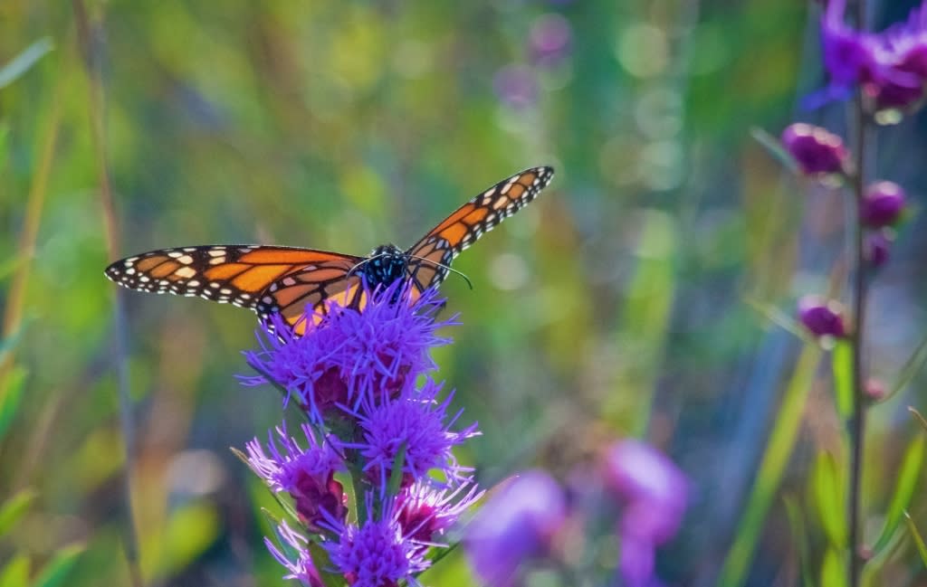 Western Glide Butterfly Kit