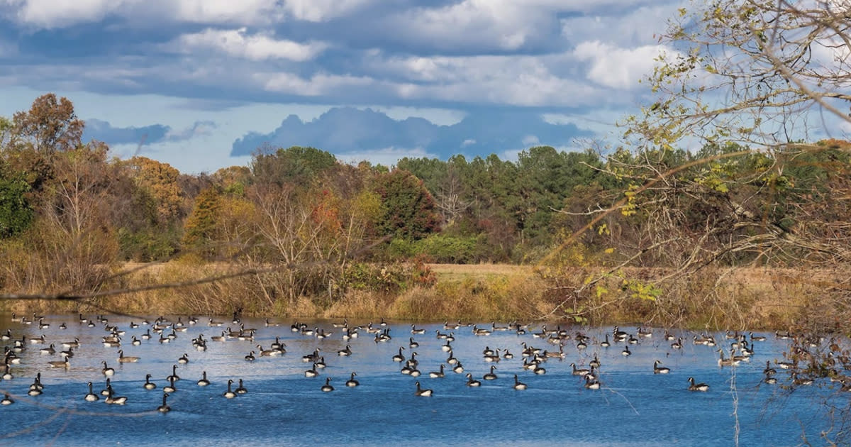 The Merkle Wildlife Sanctuary in Prince George's County, Maryland