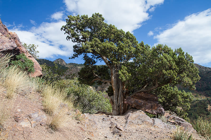 A large old juniper next to the trail with the summit in the background