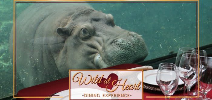Hippo in front of dining table