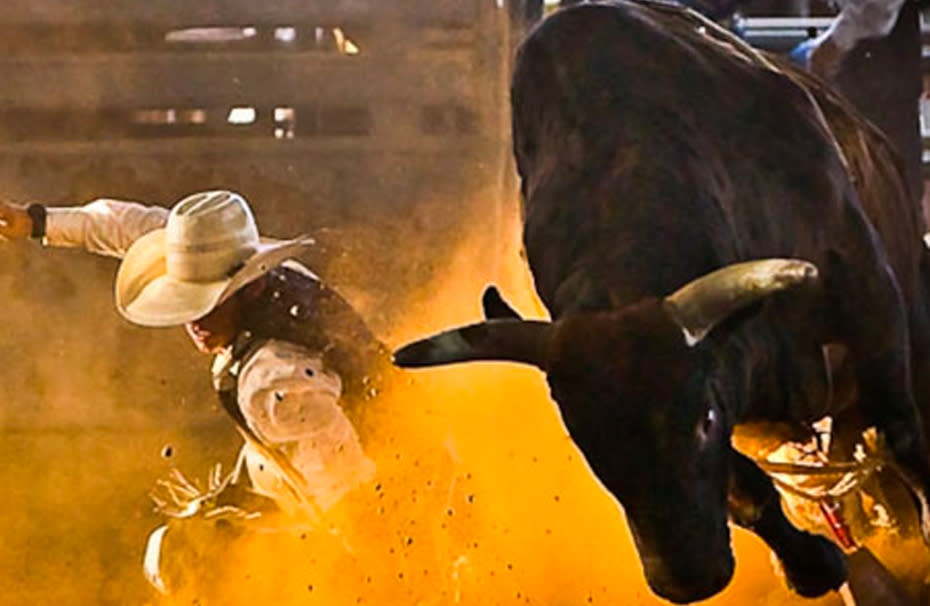 Tejas Rodeo Bull and Cowboy