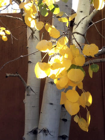 Golden aspens give notice that autumn has come to Santa Fe.