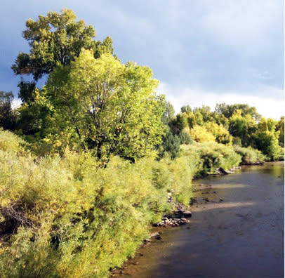 Trees glow as the river waters flow along the Low Road from Taos.