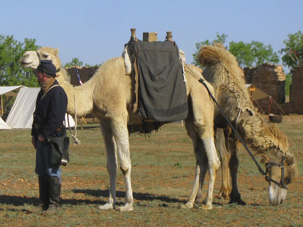 Find out why camels were brought to the Southwest. (Photo courtesy of El Rancho de las Golondrinas)