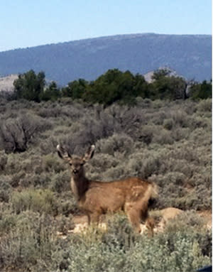 Sometimes the Santa Fe wildlife is just as curious about us as we are about them.
