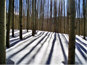 Aspen trees take on a new vertical look as they cast long shows on a mountainside. (Photo courtesy of Outspire)