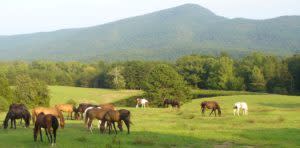 Fort Valley Ranch horses grazing