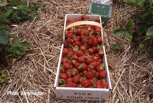 Exeter-Strawberries - Barry Kaplan