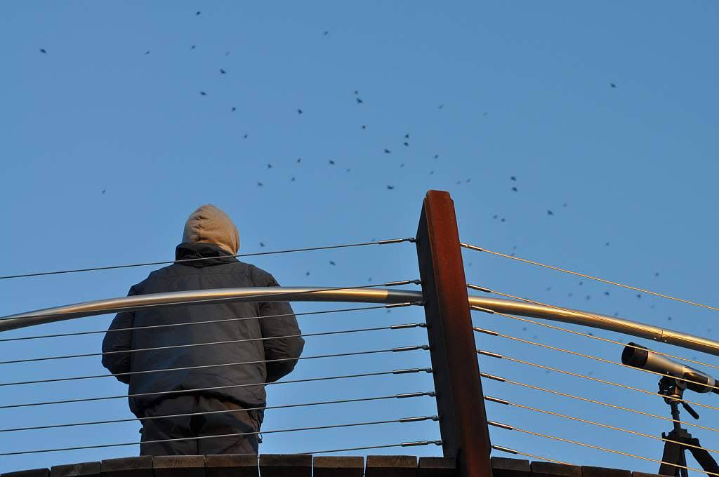 Longshore Birding Platform - Courtesy of Indiana Dunes State Park