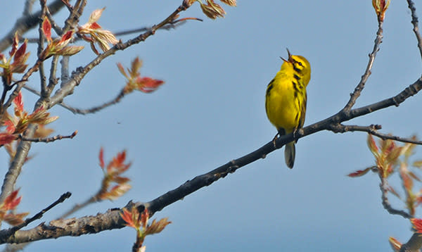 Prairie Warbler - Courtesy of Indiana Dunes State Park