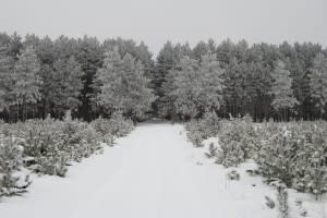 Plover River Ski Trail/Green Circle Trail (Photo: Jim Buchholz)