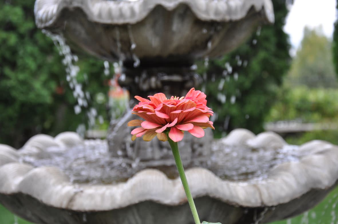 Flower in front of the fountain