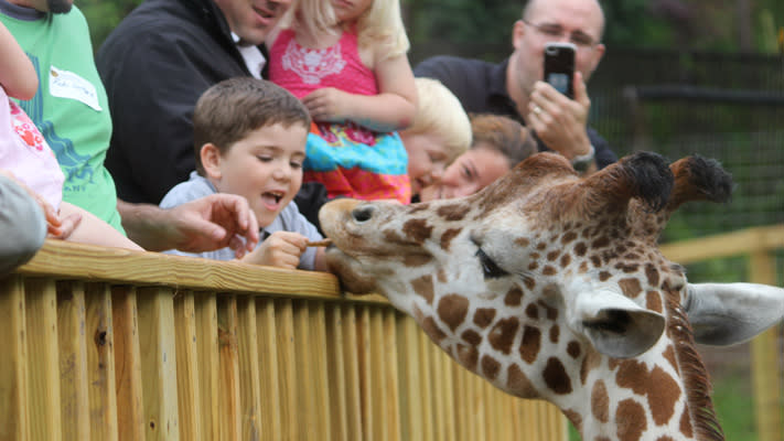 Cross 'feed a giraffe' off your bucket list at Elmwood Park Zoo.