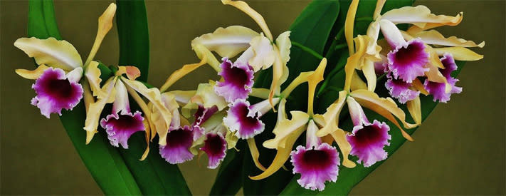 One of nature's most beautiful creations will be on display this weekend's International Orchid Show and Sale