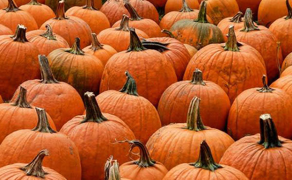 if you haven't had enough pumpkin fun yet, Norristown has you covered