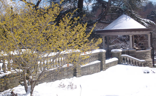 There won't be any snow this weekend, but the witchhazel is still in bloom at Morris Arboretum. There won't be any snow this weekend, but the witchhazel is still in bloom at Morris Arboretum.