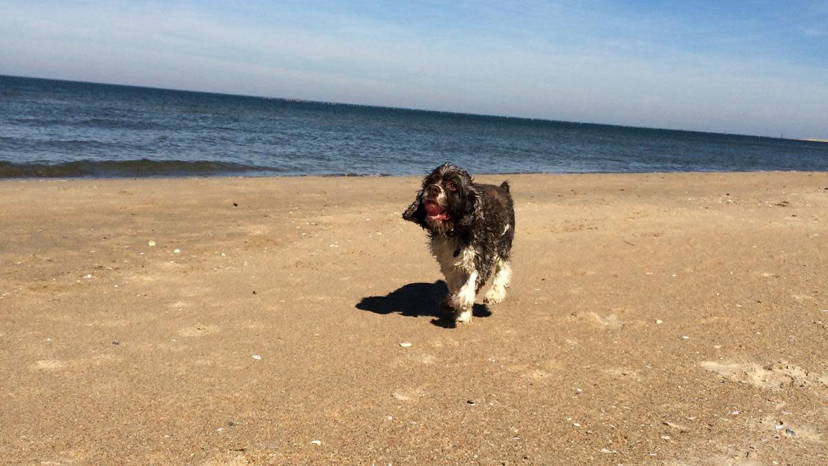 Coastal Pets: A Doggy’s Guide to Summer