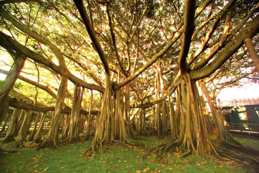 When near the Edison & Ford Winter Estates' west entrance, see the first Banyan tree planted in the U.S. by Thomas Alva Edison.