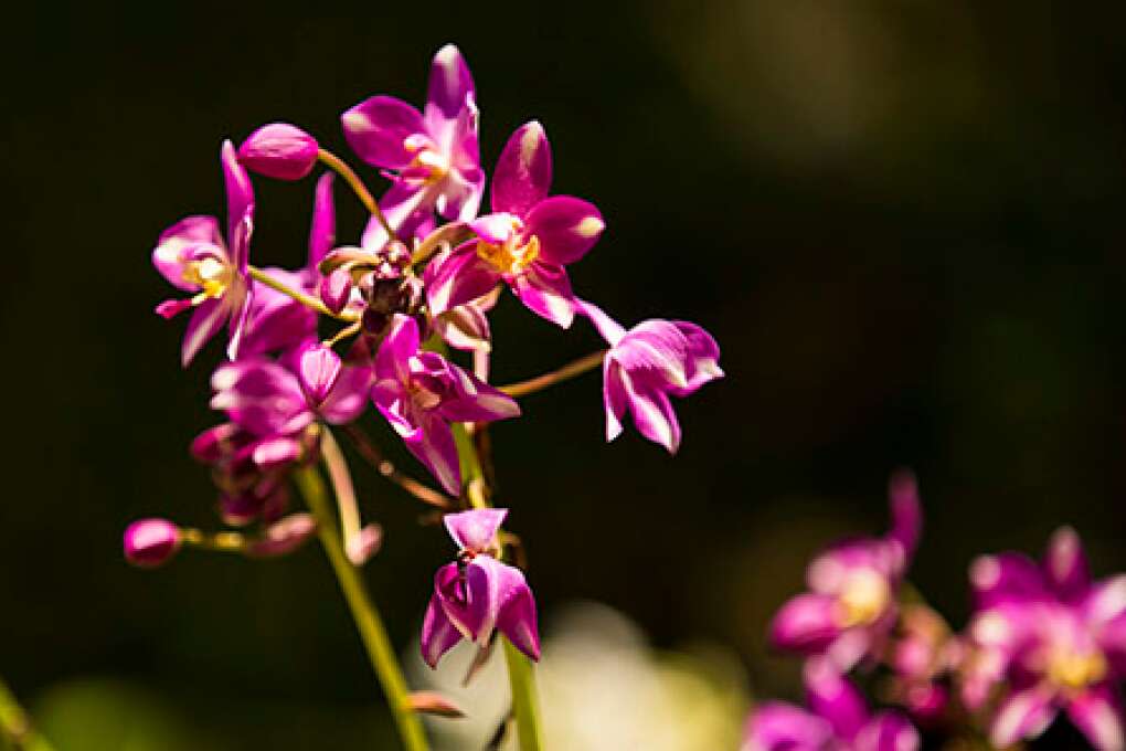 an exotic purple and white ground orchid at the McKee Botanical Garden