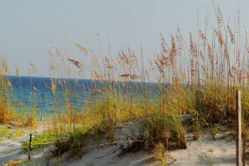 What will you find on the shores of Pensacola Beach?