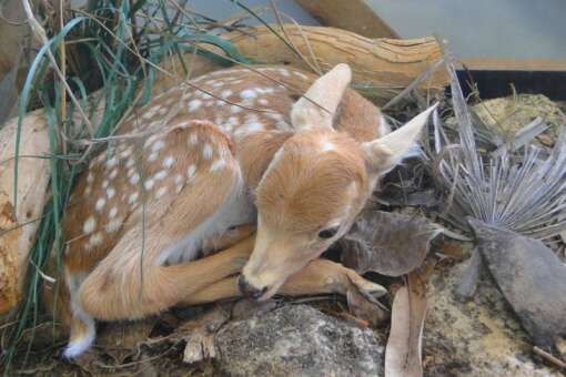 baby Keys deer laying in a rock