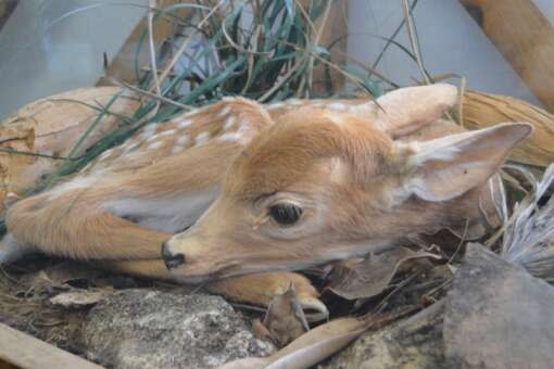 baby Keys deer laying in foliage and rocks