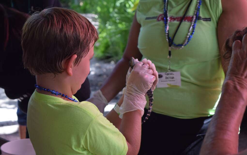 Once a year, Gatorama hosts its Gator Hatchling Festival to give participants the chance to watch and hold a tiny gator soon after its birth. 