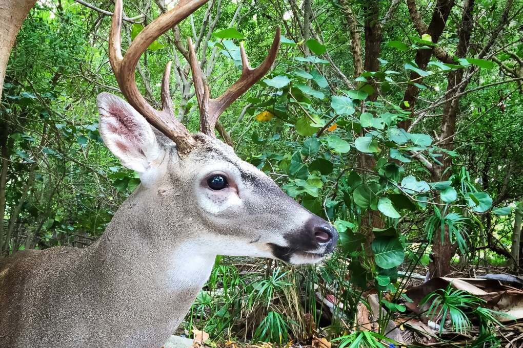 The Florida Keys National Key Deer Refuge on Big Pine