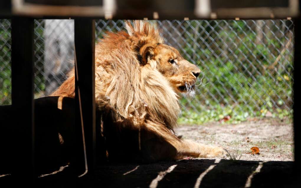 Freddy, an African lion, basks in the sun in his habitat at Catty Shack Ranch Wildlife Sanctuary in Jacksonville. 