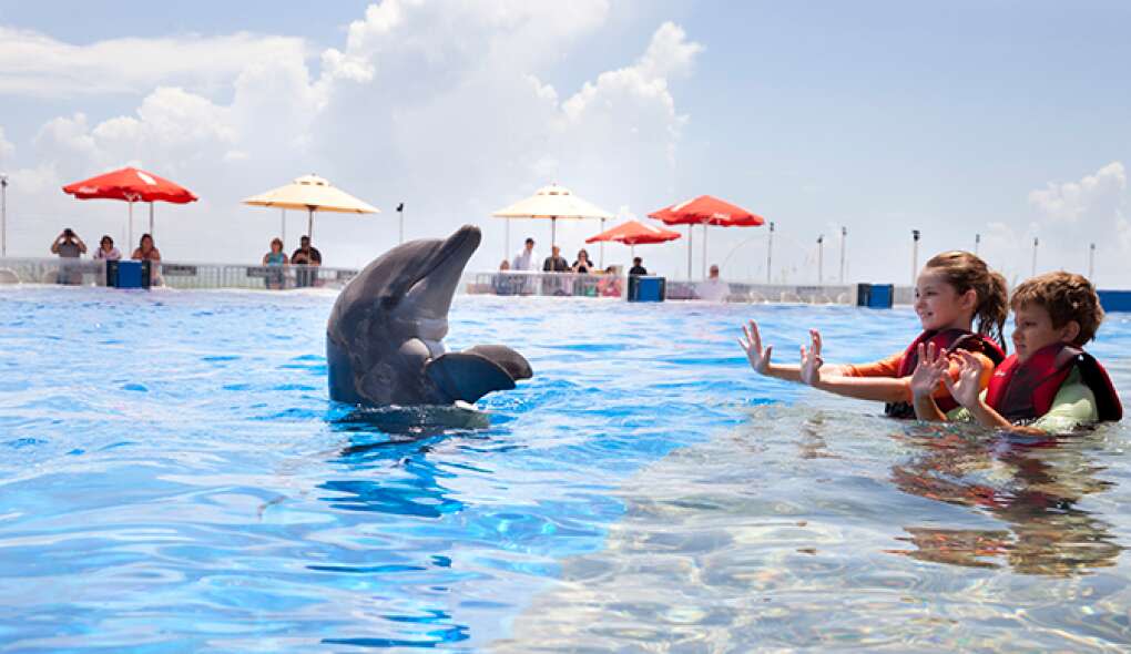 Marineland has a range of options for interacting with the dolphins, including getting in the 1-million-gallon tank with the mammals.