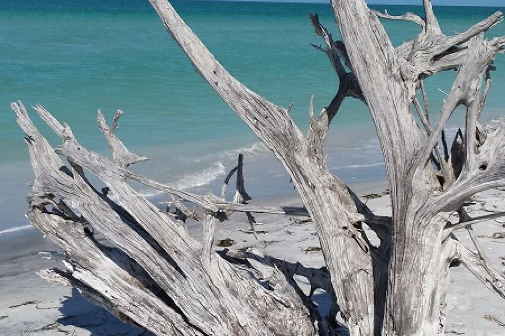 Some driftwood on Cayo Costa Island 