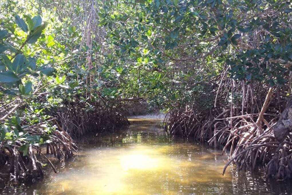 mangrove coves on Cayo Costa Island 