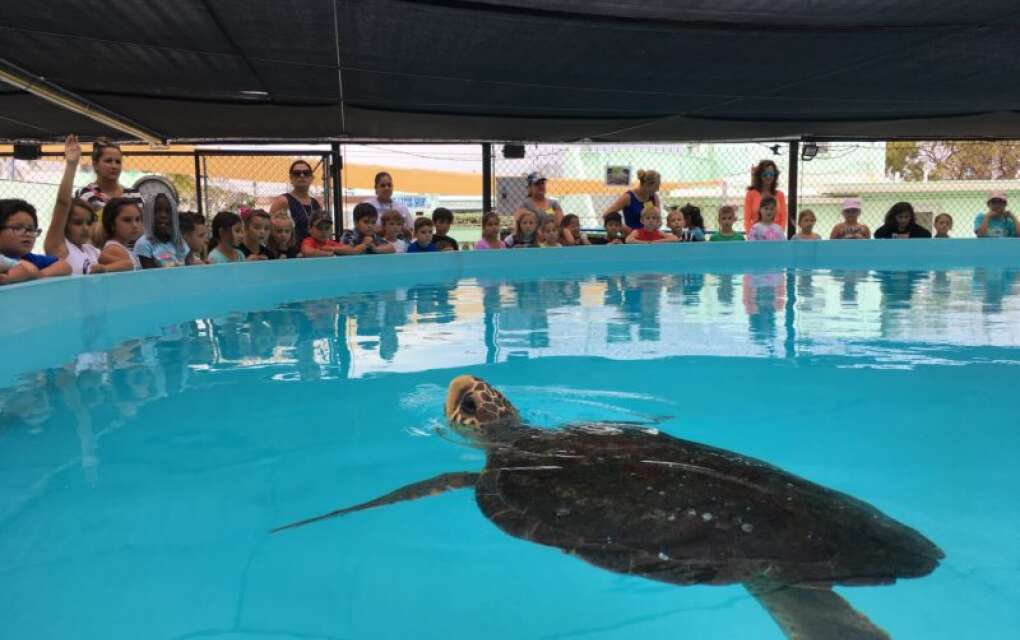 Visit The Turtle Hospital to learn more about the endangered sea creatures or sign up to attend a public turtle release on Sombrero Beach.