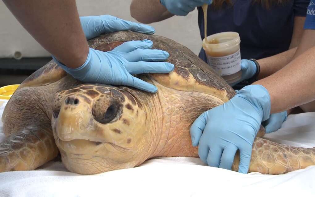turtle being treated with honey at SeaWorld Orlando