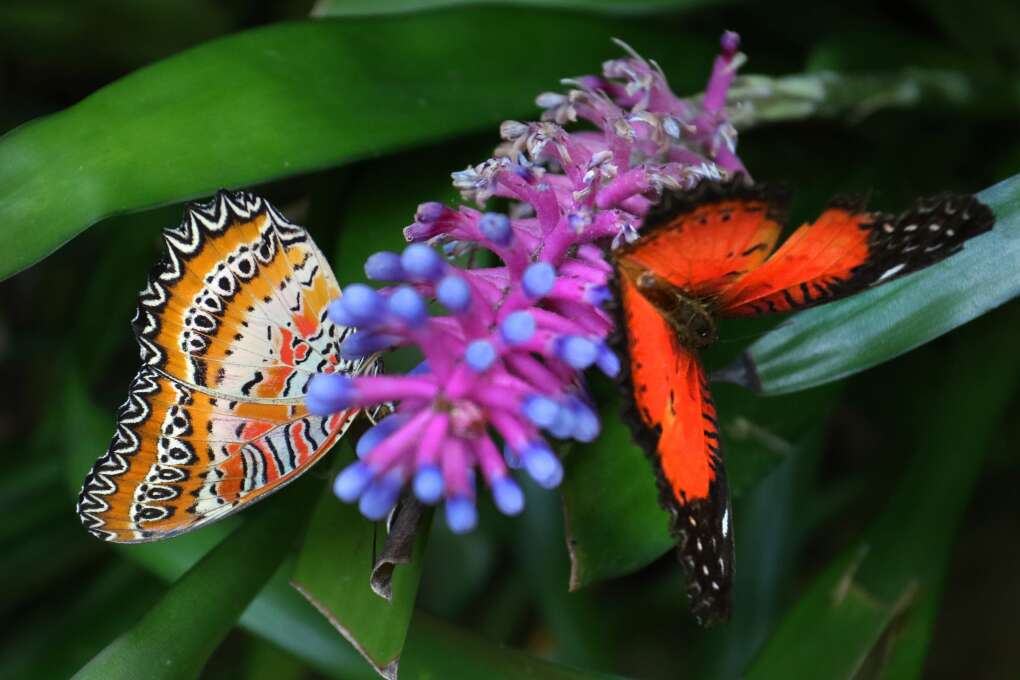 A pair of butterflies search for nectar in the Butterfly Rainforest at the Florida Museum of Natural History on the University of Florida campus in Gainesville.