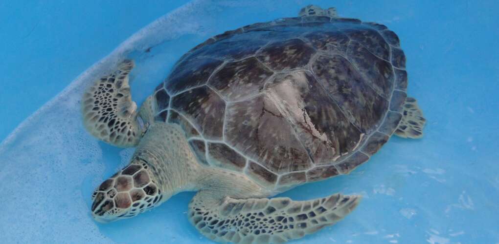 Can you imagine the wonder a sea turtle feels when it's once again released into the wild?