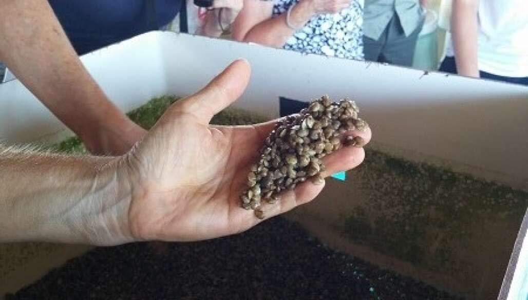 To Know Florida Clams, You Need to Understand Cedar Key Clams