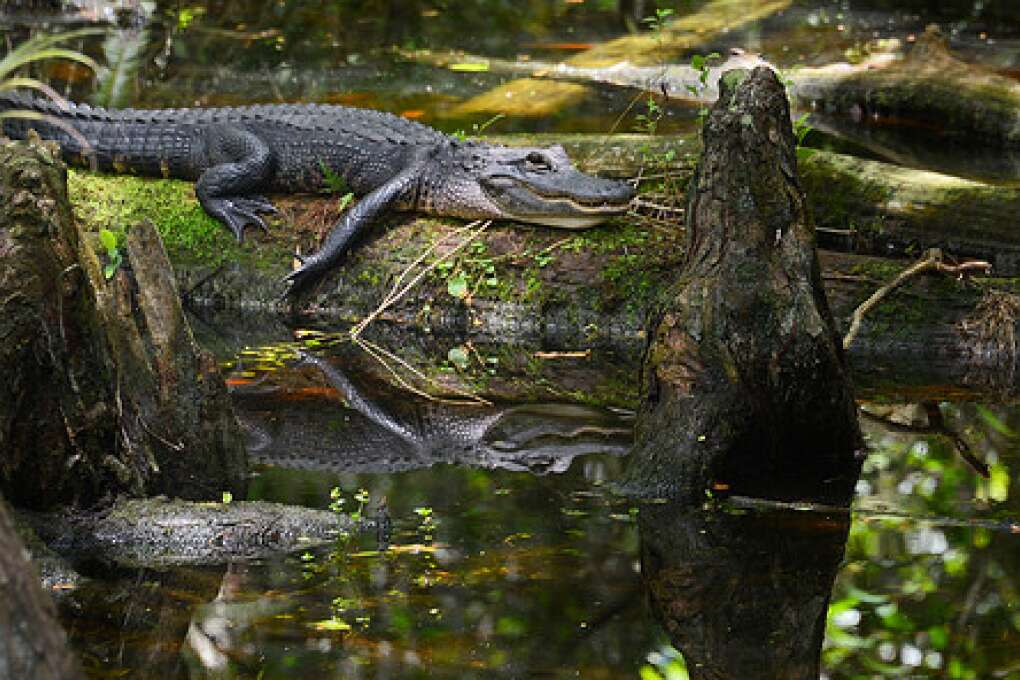 If you don’t see an alligator during an Everglades visit, especially when traveling through Big Cypress National Preserve, you’re doing something wrong. 