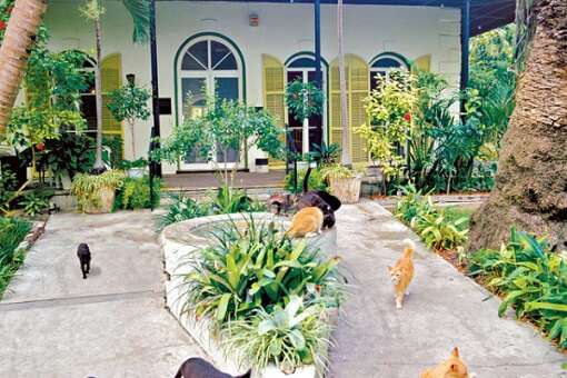Hemingway House and Hemingway cats