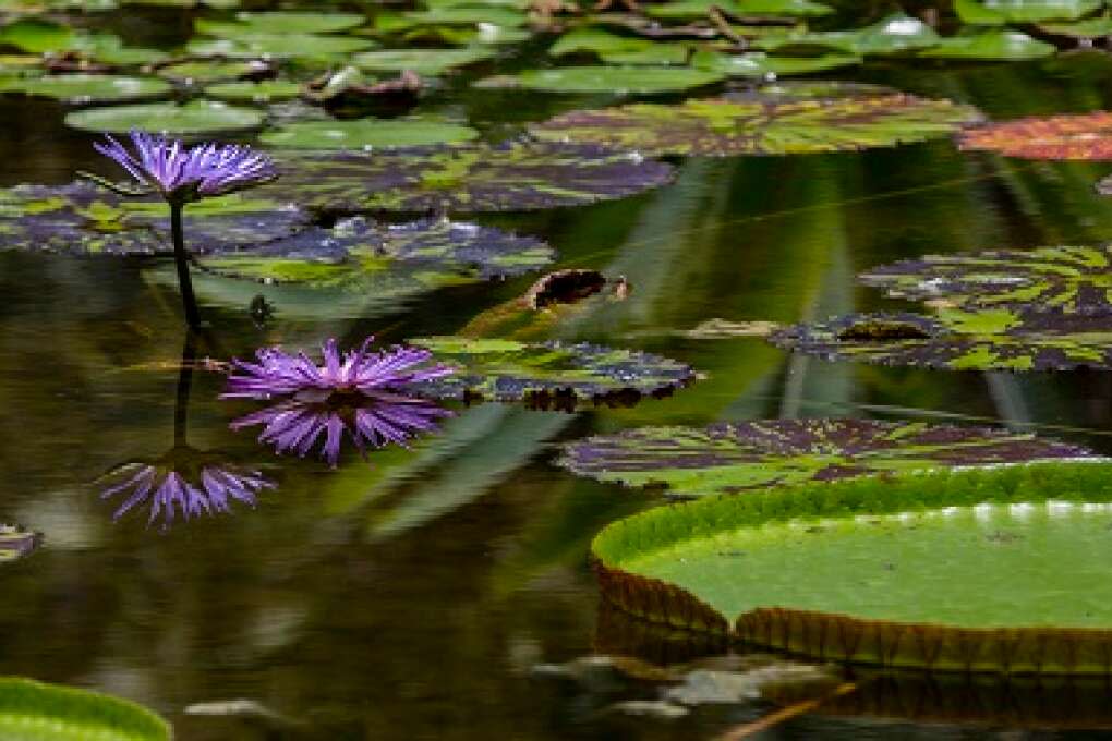 Purple Water Lily at McKee Botanical Gardens.