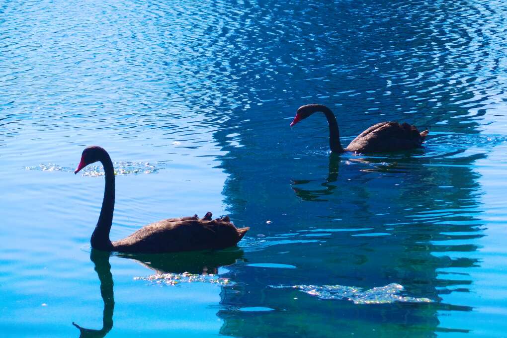 Black Swans swimming in Eola Park, Orlando, FL