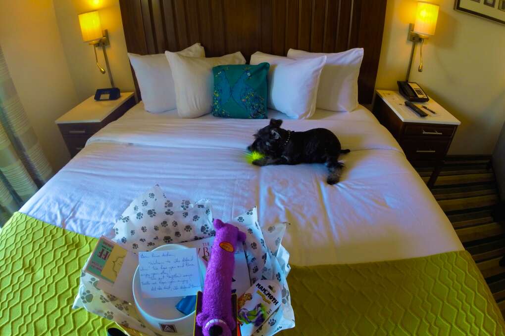 Puppy playing on the bed in dog-friendly Alfond Inn