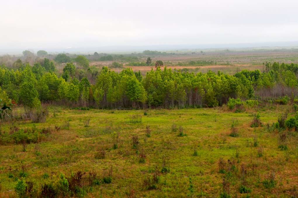 Payne's Prairie Preserve State Park is a must see 21,000 acre savanna located just south of Gainesville