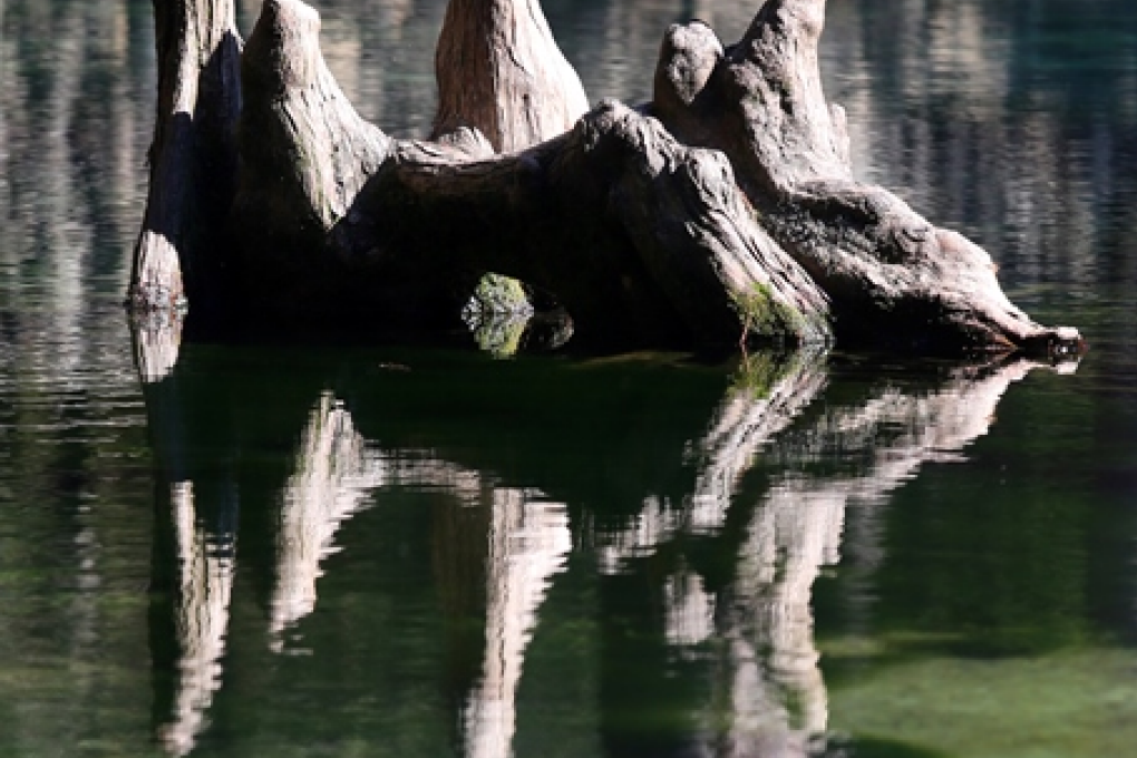 Cypress tree knees poke out of the water at Ponce de Leon Springs State Park.