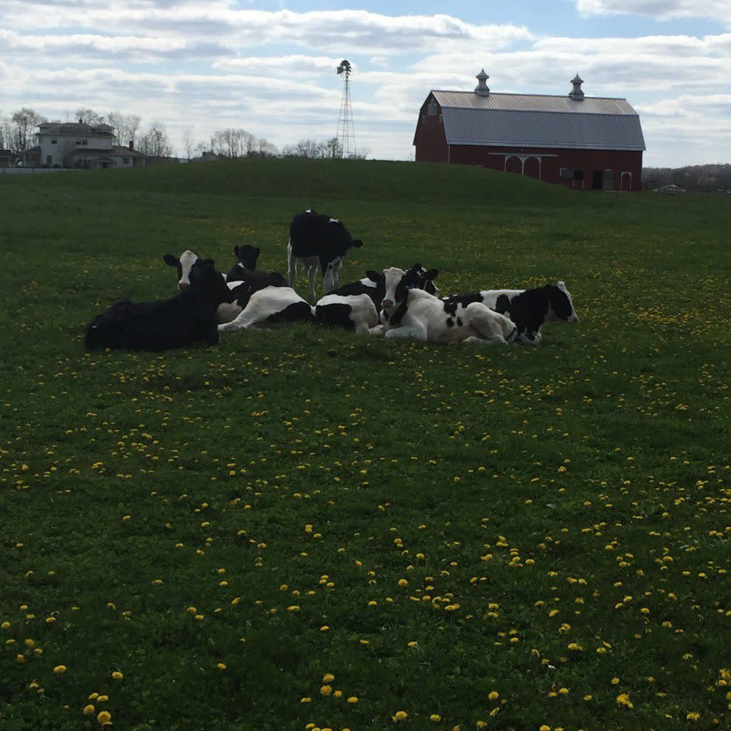 Calves at The Farm 2015.2