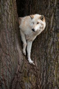 Bicho Posing in the Giant Cottonwood Tree