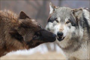Dharma Nose Nudges Wolfgang