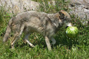 Tristan_WP150760